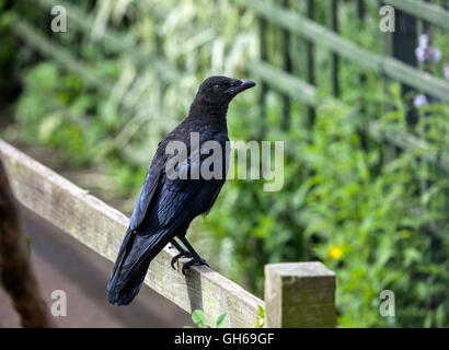 Junge AAS-Krähe Corvus Corone Corone im Garten Umwelt UK Stockfoto