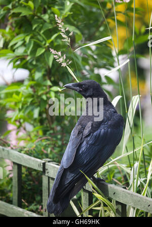 Junge AAS-Krähe Corvus Corone Corone im Garten Umwelt UK Stockfoto