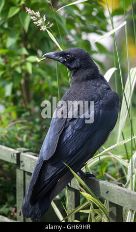 Junge AAS-Krähe Corvus Corone Corone im Garten Umwelt UK Stockfoto