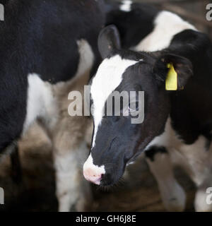 schwarze und weiße Kalb steht im Stroh in der Scheune Stockfoto