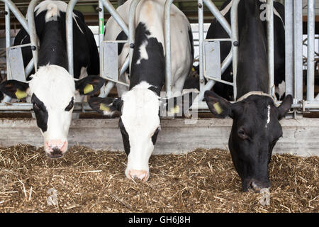 schwarze und weiße Kühe im Stall füttern auf präparierten Rasen Stockfoto