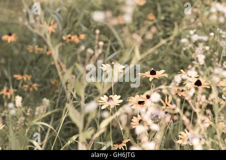 Rustikalen Bereich der einheimischen Wildblumen wachsen in einem Prärie Stockfoto