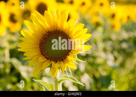 Sonnenblume sieht hell und fröhlich in einem Feld von Sonnenblumen im Spätsommer Abend Sonnenlicht Stockfoto