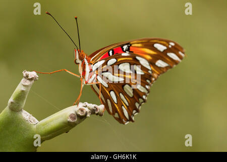 Gulf Fritillary Butterfly Stockfoto