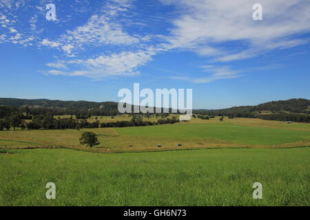 Ländlichen Hintergrund. Grüne Wiese. Szene in der Nähe von Wauchope, New South Wales. Stockfoto