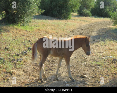 junge braune Fohlen im Bereich Essen Flughafer in Alora Landschaft Andalusiens Stockfoto