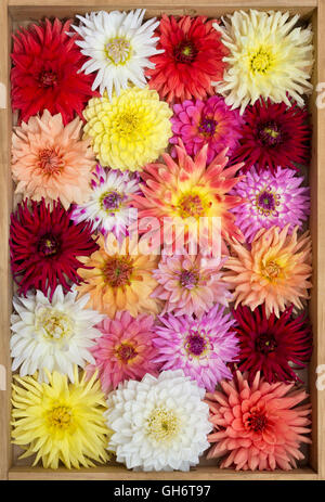 Dahlia Blumen in einem Holztablett Muster Stockfoto