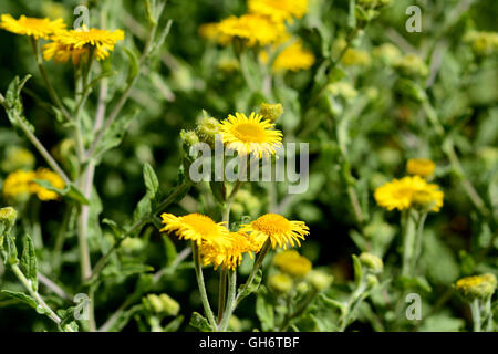 Gemeinsamen Berufkraut Blüten gegen Laub Stockfoto