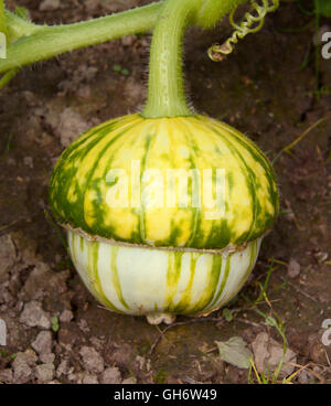Türken-Turban-Squash auf der Weinbau auf dem Boden entwickeln Stockfoto