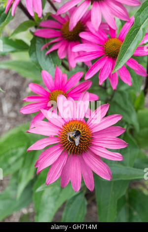 Echinacea Purpurea "Rosa Schimmer". Sonnenhut und Hummel Stockfoto