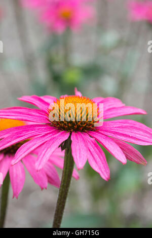 Echinacea Purpurea "Rosa Schimmer". Sonnenhut Stockfoto