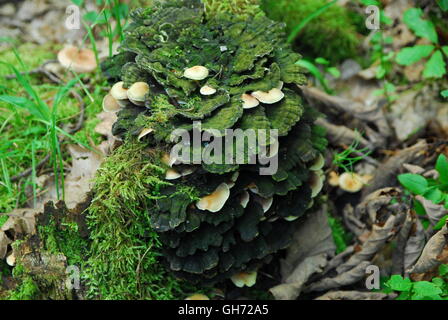 Der Pilz auf dem Baum, heterobasidion annosum, das grüne Gras Stockfoto