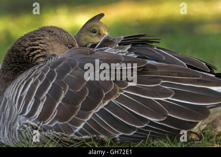 Graugans (Anser Anser), mit Küken im Gefieder, Hamburg, Deutschland, Europa Stockfoto