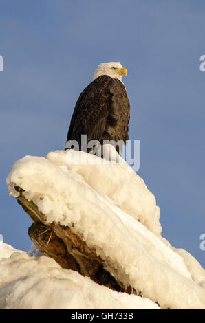 Thront auf einem Eis sieht beschichtete Rock einen Weißkopfseeadler auf der rechten Seite. Stockfoto