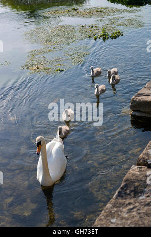 Mutter Schwan mit sechs Cygnets in klaren Fluss schwimmen Stockfoto