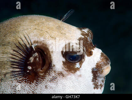 Maskierte Kugelfisch (Arothron Diadematus) Rotes Meer, Ägypten, Afrika Stockfoto