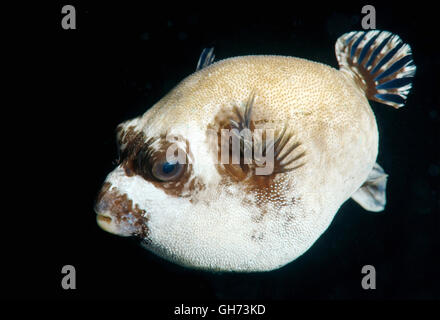 Maskierte Kugelfisch (Arothron Diadematus) Rotes Meer, Ägypten, Afrika Stockfoto