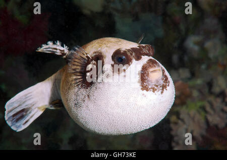 Maskierte Kugelfisch (Arothron Diadematus) Rotes Meer, Ägypten, Afrika Stockfoto