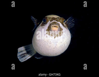 Maskierte Kugelfisch (Arothron Diadematus) Rotes Meer, Ägypten, Afrika Stockfoto