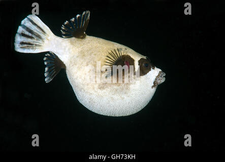 Maskierte Kugelfisch (Arothron Diadematus) Rotes Meer, Ägypten, Afrika Stockfoto