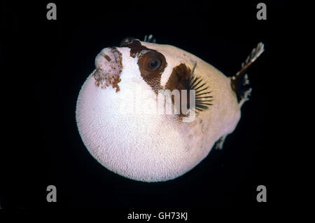 Maskierte Kugelfisch (Arothron Diadematus) Rotes Meer, Ägypten, Afrika Stockfoto