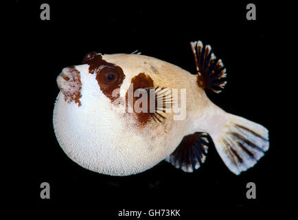 Maskierte Kugelfisch (Arothron Diadematus) Rotes Meer, Ägypten, Afrika Stockfoto