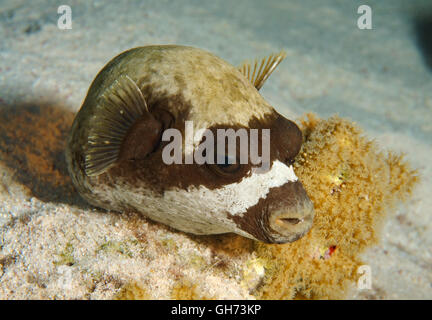 Maskierte Kugelfisch (Arothron Diadematus) schlafen auf dem sandigen Boden in der Nähe von Korallen, Rotes Meer, Ägypten, Afrika Stockfoto