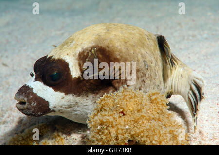 Maskierte Kugelfisch (Arothron Diadematus) schlafen auf dem sandigen Boden in der Nähe von Korallen, Rotes Meer, Ägypten, Afrika Stockfoto