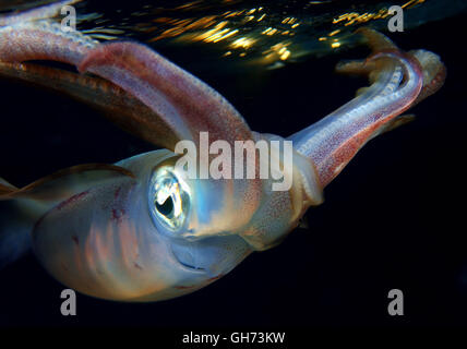 Bigfin Riff Tintenfisch, Inshore Tintenfisch oder ovale Tintenfisch (Sepioteuthis Lessoniana) bedrohliche Haltung vor dem Angriff, Rotes Meer, Ägypten, Stockfoto