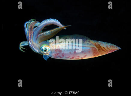 Bigfin Riff Tintenfisch, Inshore Tintenfisch oder ovale Tintenfisch (Sepioteuthis Lessoniana) bedrohliche Haltung vor dem Angriff, Rotes Meer, Ägypten, Stockfoto