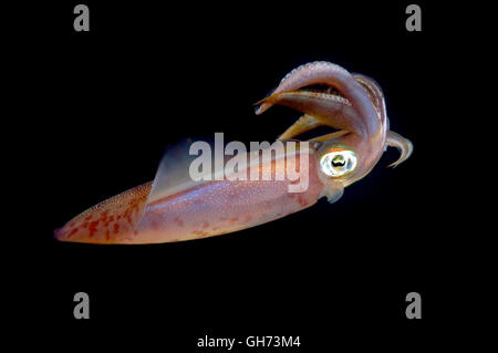 Bigfin Riff Tintenfisch, Inshore Tintenfisch oder ovale Tintenfisch (Sepioteuthis Lessoniana) bedrohliche Haltung vor dem Angriff, Rotes Meer, Ägypten, Stockfoto