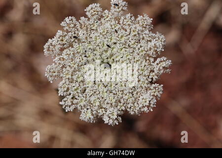 Möhre Blüte. Blume Leiter der wilde Karotte Daucus carota subsp, Carota, Daucus Carota Maximus. Stockfoto