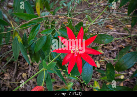 Scarlet Passion Flower Passiflora coccinea Stockfoto