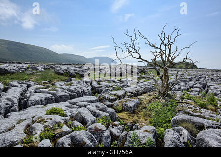 Ingleborough aus Kalkstein Pflaster Stockfoto