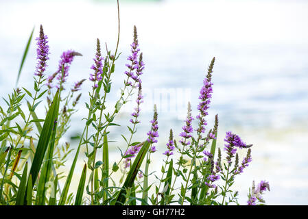 Rosa, Lythrum Salicaria wächst auf einer Wiese in der Nähe des Flusses unter die warme Sommersonne Stockfoto