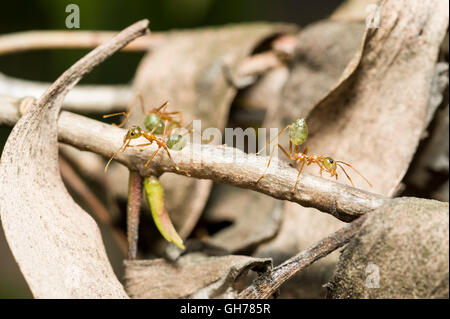 Grüner Baum Ameisen (Oecophylla Smaragdina) ihre Verteidigung nest Stockfoto