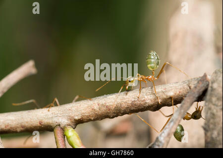 Grüner Baum Ameisen (Oecophylla Smaragdina) ihre Verteidigung nest Stockfoto