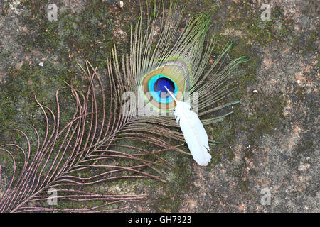 Pfauenfeder mit Taube Feder. Pfau und Taube Feder auf rustikalen abstrakten Hintergrund. Stockfoto