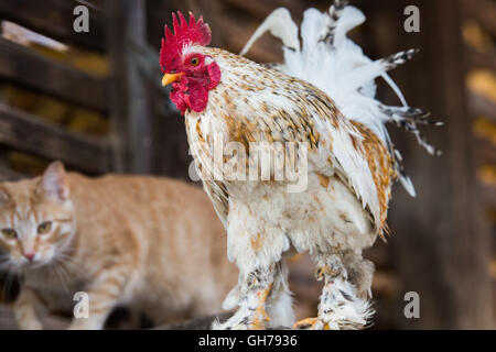 Katze und Hahn auf dem Bauernhof Stockfoto