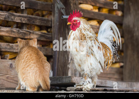 Katze und Hahn auf dem Bauernhof Stockfoto