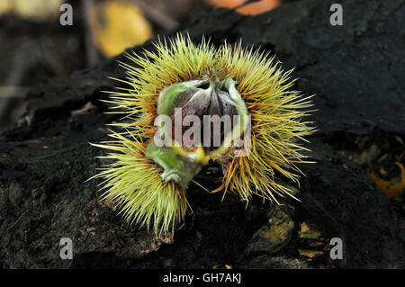 süsse Kastanie Castanea sativa Stockfoto