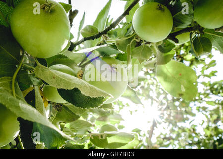 Natürliche Eco grüne Äpfel auf dem Apfelbaum Stockfoto