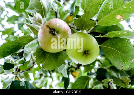 Natürliche Eco grün-rote Äpfel auf dem Bio-Apfel-Baum Stockfoto