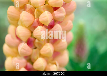 die majestätischen kupferfarben Lachs Lupin Blumen - Lupinus Lachs Star Jane Ann Butler Fotografie JABP1547 Stockfoto