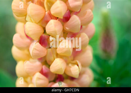 die majestätischen kupferfarben Lachs Lupin Blumen - Lupinus Lachs Star Jane Ann Butler Fotografie JABP1546 Stockfoto