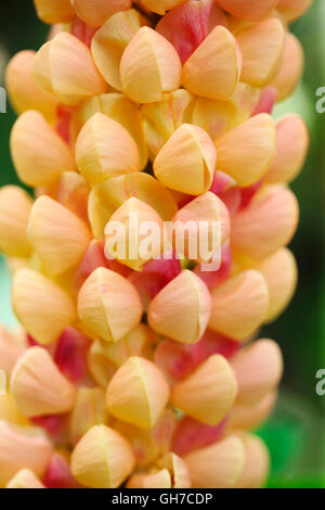 die majestätischen kupferfarben Lachs Lupin Blumen - Lupinus Lachs Star Jane Ann Butler Fotografie JABP1548 Stockfoto