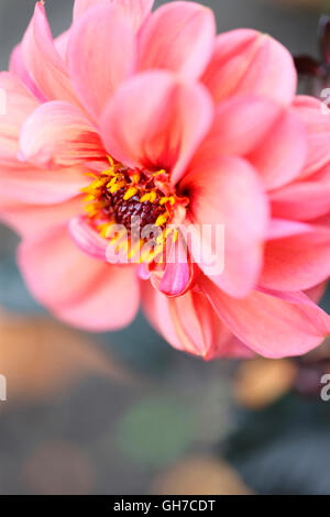 schöne dunkle feinblättrigen rosa Dahlie, schöne lange Blüte im ganzen Sommer Jane Ann Butler Fotografie JABP1543 Stockfoto