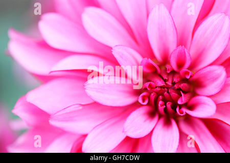 charmante Rosa Dahlie 'Galerie Art Nouveau' schöne lange Blüte im ganzen Sommer Jane Ann Butler Fotografie JABP1542 Stockfoto