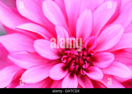 charmante Rosa Dahlie 'Galerie Art Nouveau' schöne lange Blüte im ganzen Sommer Jane Ann Butler Fotografie JABP1541 Stockfoto