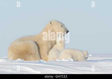 Eisbär-Mutter (Ursus Maritimus) spielen mit zwei jungen, Wapusk-Nationalpark, Manitoba, Kanada Stockfoto